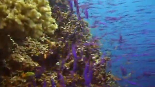 Coral Reef With Schools of Fish смотреть онлайн