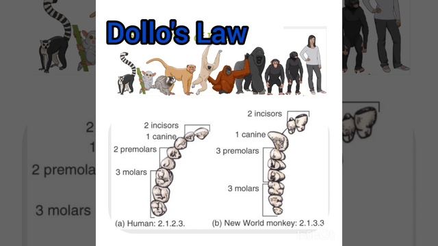 Dollo's Law(Law of Irreversibility) @AnthropologyInsightsforUPSCNET смотреть онлайн