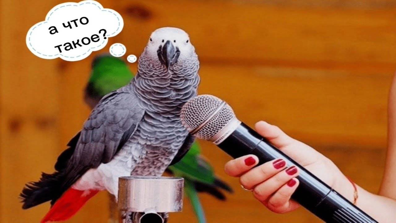 ПОЧЕМУ ПОПУГАИ УМЕЮТ РАЗГОВАРИВАТЬ И УМНЫ ЛИ ОНИ ? смотреть онлайн