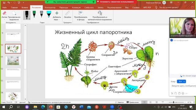 Задание 28 ЕГЭ. Циклы развития. смотреть онлайн