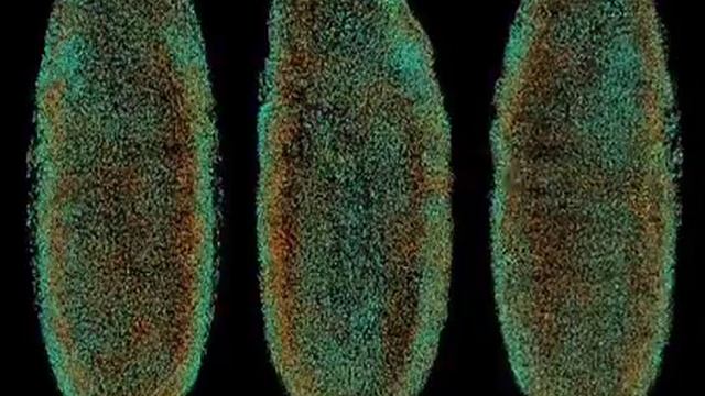 Digital fly embryo смотреть онлайн