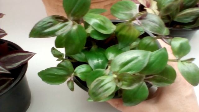 Предложение продаж от 08.04.2024 🌿🌱🌸Традесканци,гинура#цветыастрахань смотреть онлайн