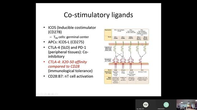 11 Immunology: Activation of T-Lymphocytes (Raje) смотреть онлайн