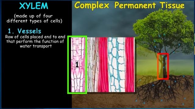 Complex Permanent Plant Tissues - Xylem & Phloem