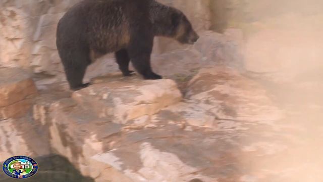 Visiting The Reid Park ZOO in Tucson, Arizona | Best Full Tour смотреть онлайн