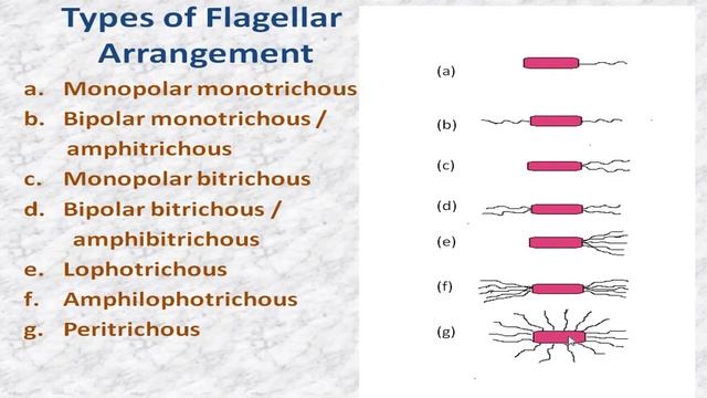 HSSC I Biology Lecture 11 Prokaryotes Shape of Bacteria Fbise смотреть онлайн