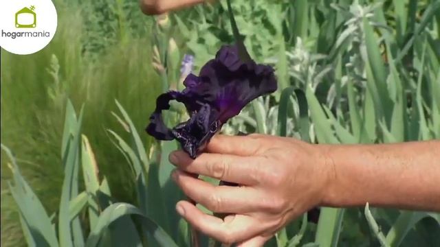 Lirio o Iris germánica en el jardín - Decogarden - Jardinatis смотреть онлайн