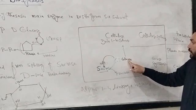 Biosynthesis of cellulose #cellulose synthesis #cellulose synthesis in cell membrane смотреть онлайн