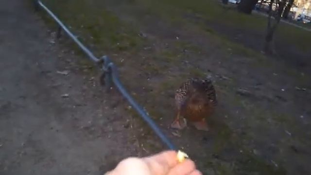 15 мая 2017 г. смотреть онлайн