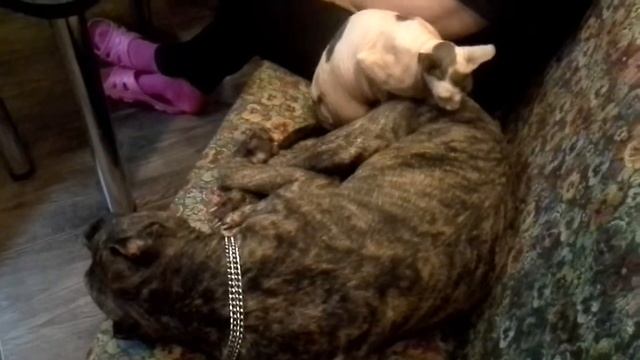 Кошка делает массаж собаке (питбуль ,,Гросс'') смотреть онлайн