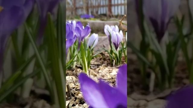 Весна. Дмитрий Шлапак смотреть онлайн