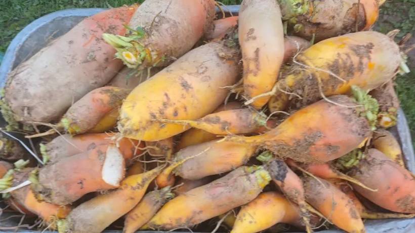 КУРИНАЯ СВЁКЛА БРИГАДИР!!! 14.10.2024 год. смотреть онлайн