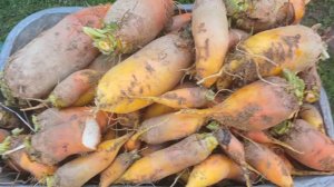 КУРИНАЯ СВЁКЛА БРИГАДИР!!! 14.10.2024 год.