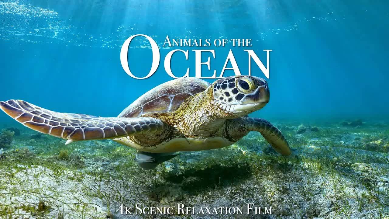 Animals of the Ocean 4K - Scenic Wildlife Film With Calming Music смотреть онлайн