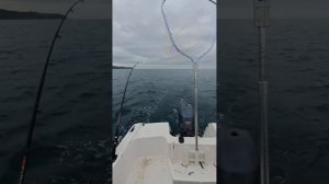 очередной выход на тролинг этой бестии, более менее!!