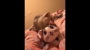 забавные и смешные кошки и собаки 629