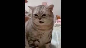 забавные и смешные кошки и собаки 614