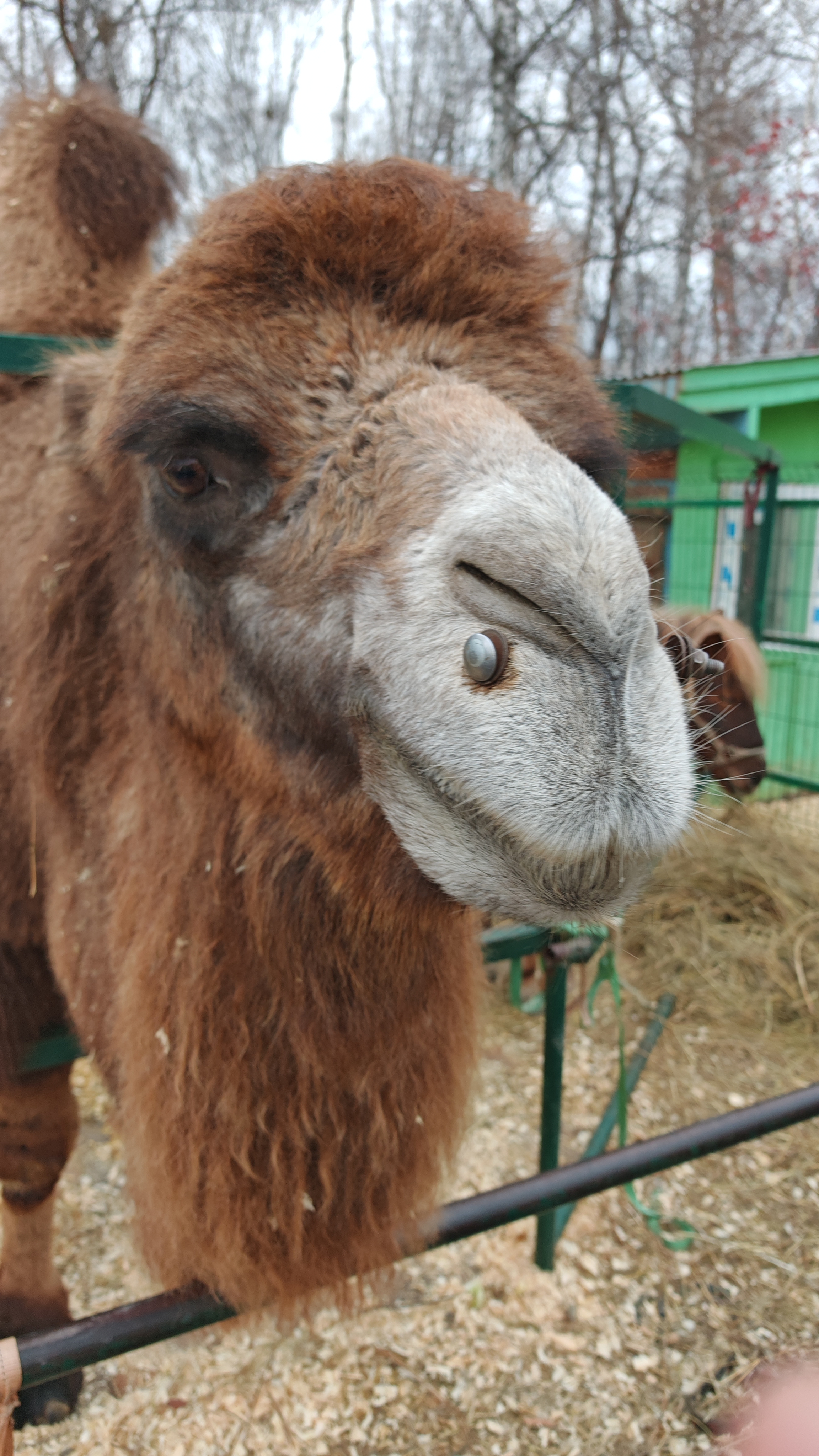 Контактный зоопарк смотреть онлайн
