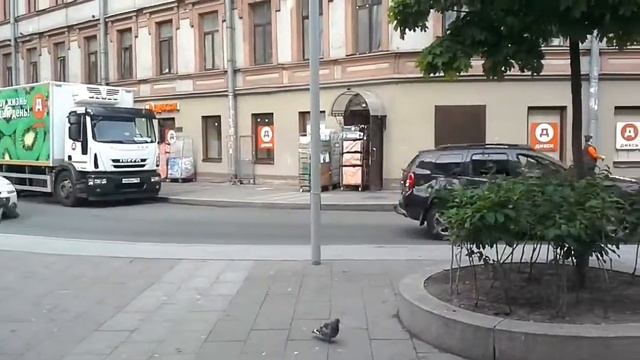 Голуби купаются.ул.Большая Московская 12.06.17 смотреть онлайн