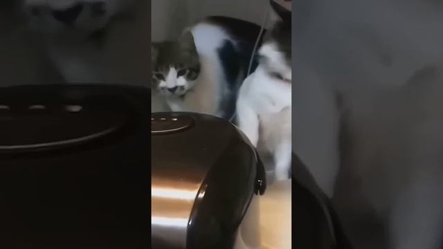 На это можно смотреть ВЕЧНО!! Смешные Кошки и Собаки! #Shorts смотреть онлайн