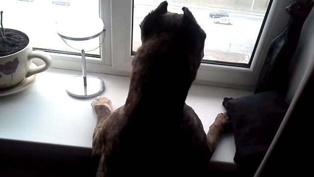 Пёс ,,Грос,, смотреть онлайн