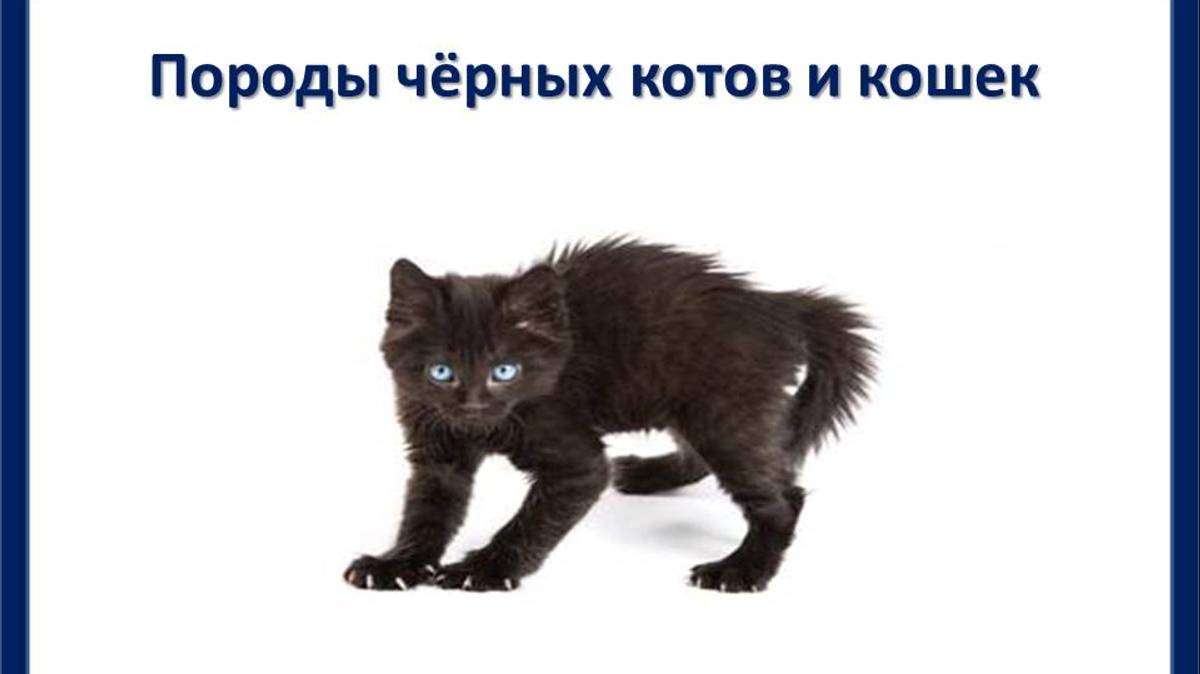 Породы черных котов и кошек смотреть онлайн