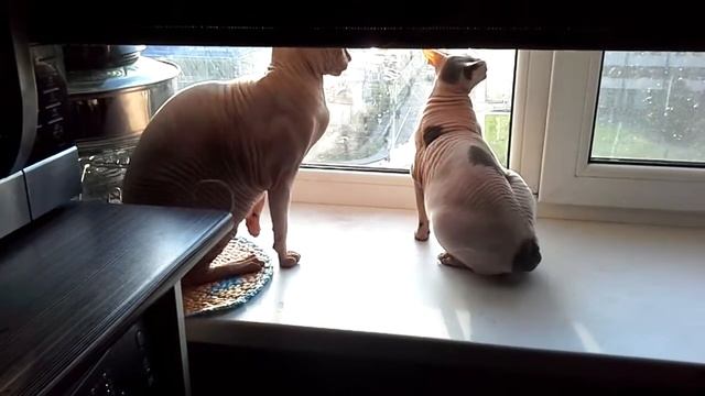 20 августа 2015 г. смотреть онлайн