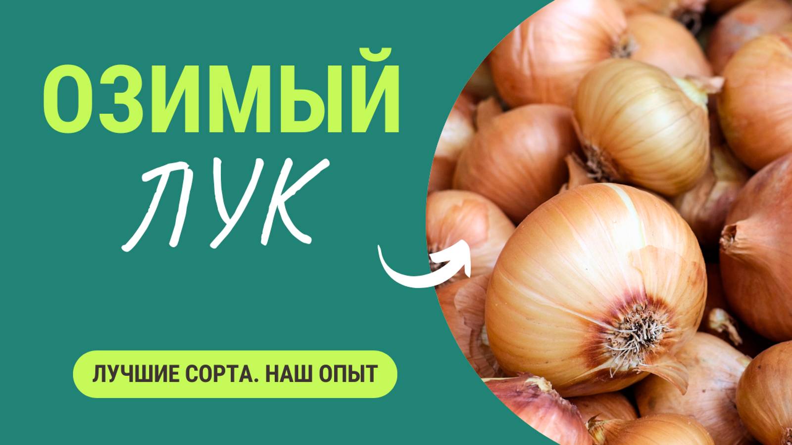 Посадите ЭТИ сорта лука - они вас очень обрадуют! смотреть онлайн