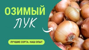 Посадите ЭТИ сорта лука - они вас очень обрадуют!