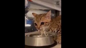 забавные и смешные кошки и собаки 599