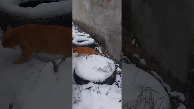 Пришла зима