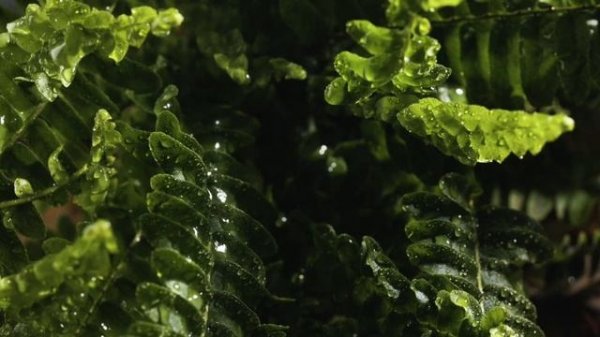 Фабула Суперпозитив