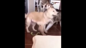 забавные и смешные кошки и собаки 597