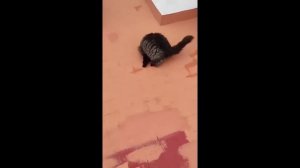 забавные и смешные кошки и собаки 621