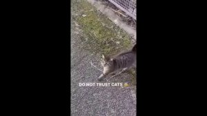 забавные и смешные кошки и собаки 622