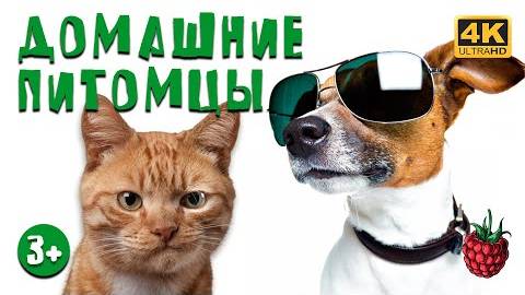 ДОМАШНИЕ ПИТОМЦЫ для детей _ Как выбрать питомца_ смотреть онлайн