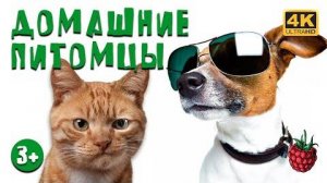 ДОМАШНИЕ ПИТОМЦЫ для детей _ Как выбрать питомца_