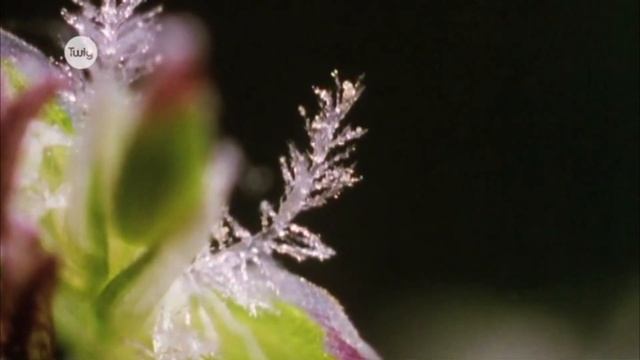 Жыныссыз көбею смотреть онлайн