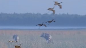 ОФИГЕННАЯ ПЕСНЯ!  ЖУРАВЛИ...