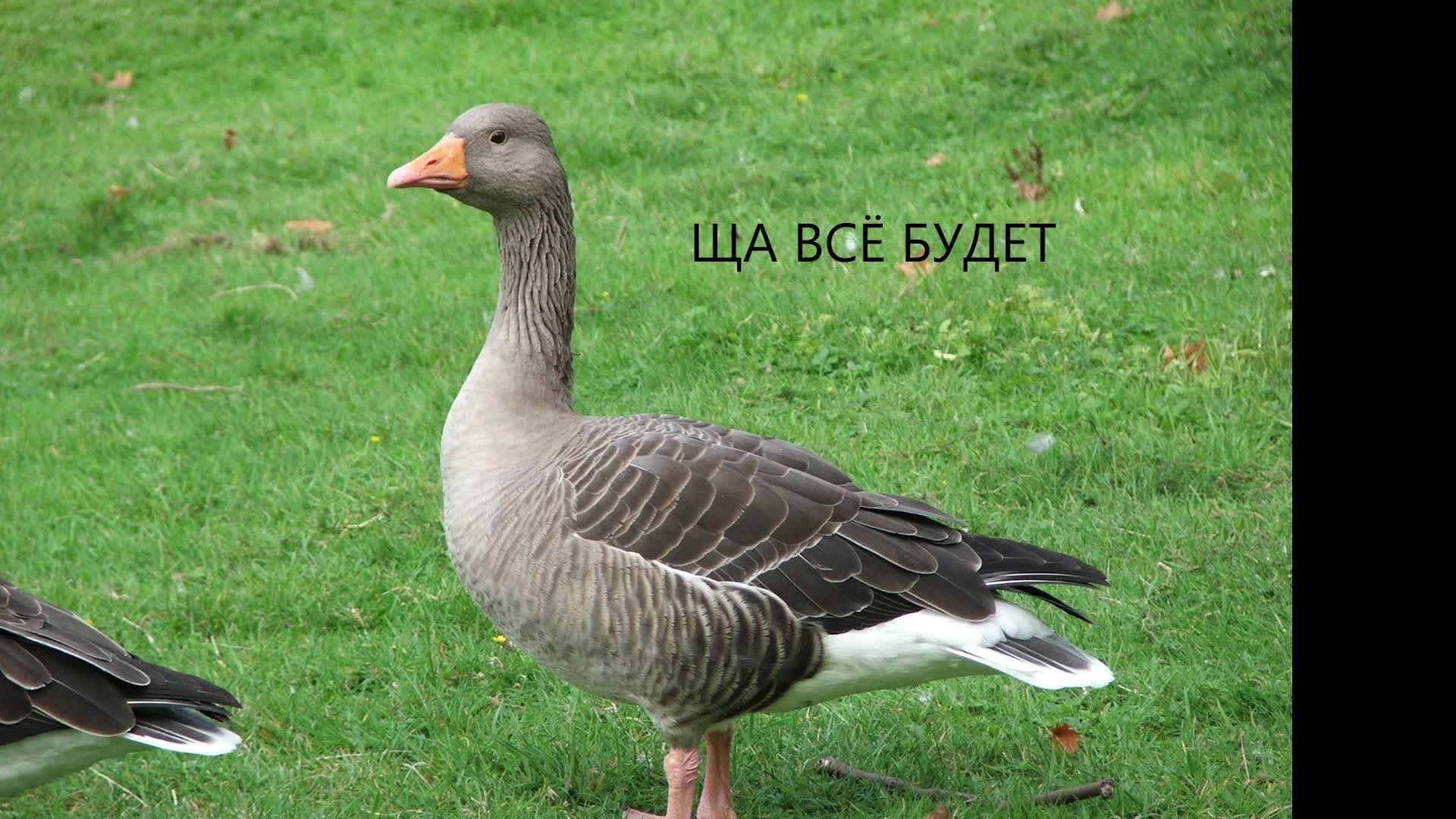 сходка Jackbox