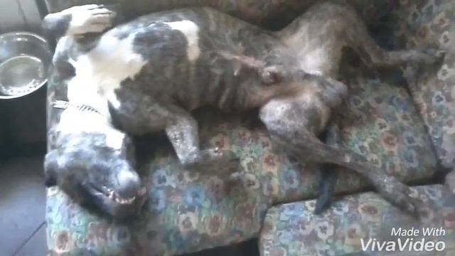 Крепкий сон Гросса смотреть онлайн