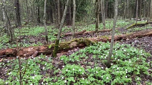 Весна, Янино-1, 5 мая 2024 г. смотреть онлайн