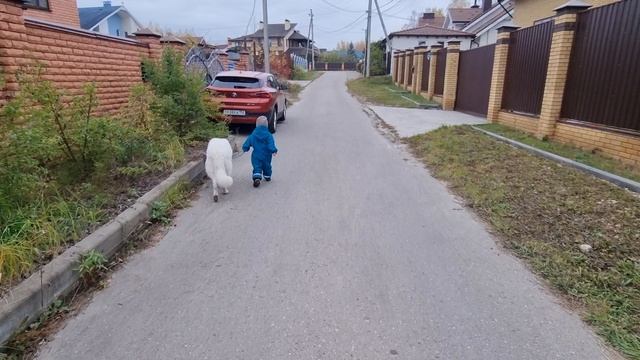 Белая швейцарская овчарка. смотреть онлайн
