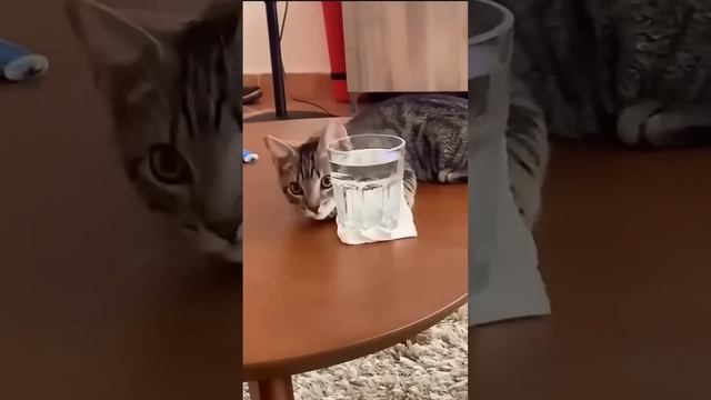 На это можно смотреть ВЕЧНО!! Смешные Кошки и Собаки! #Shorts смотреть онлайн