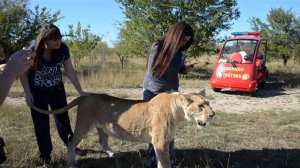 ЕДИНСТВЕННЫЙ В МИРЕ АТТРАКЦИОН ! Челябинская львица катается с людьми в автомобиле !!!