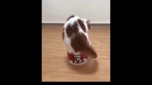 забавные и смешные кошки и собаки 627