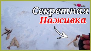 Ловля язя зимой на удочку. Река Обь.