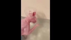 забавные и смешные кошки и собаки 624