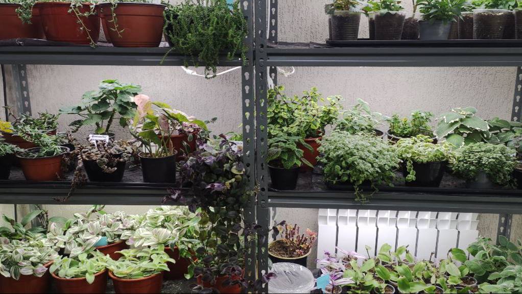 Обзор всех стеллажей на начало ноября. Занесла все цветы для зимнего сохранения и размножения. смотреть онлайн