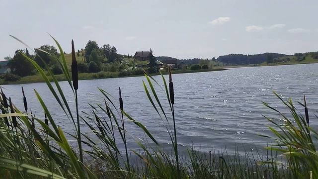 Рогоз, не камыш, на берегу пруда Шайтанка в селе Чусовом 7 июля 2023 смотреть онлайн